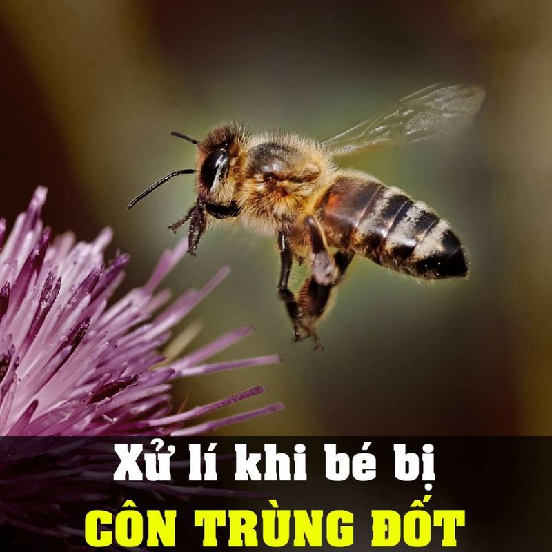 Những điều phụ huynh CẦN LÀM ngay khi bé bị côn trùng cắn