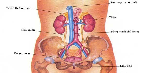 Bệnh viêm đường tiết niệu và những điều cần biết