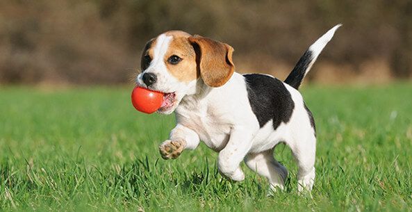 Chó cũng có thể bị nhiễm trùng đường tiểu và bàng quang