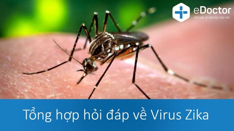 Tổng hợp hỏi đáp về virus Zika