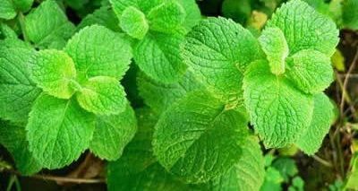 Những thực phẩm giúp bảo vệ răng miệng khỏi bệnh tật