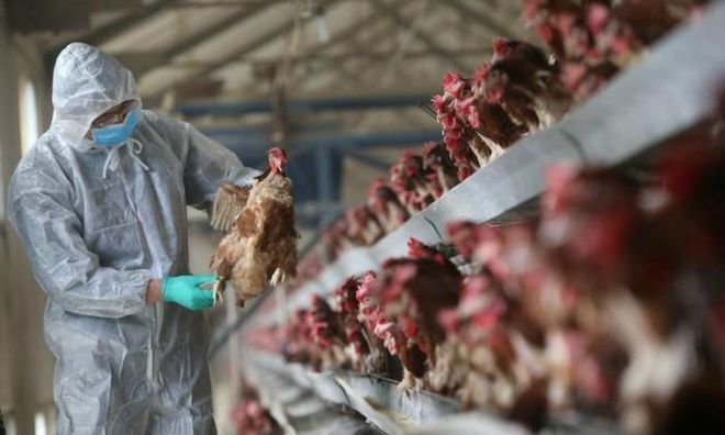 Cúm gà H5N1 bùng phát tại Hồ Nam giữa đại dịch corona