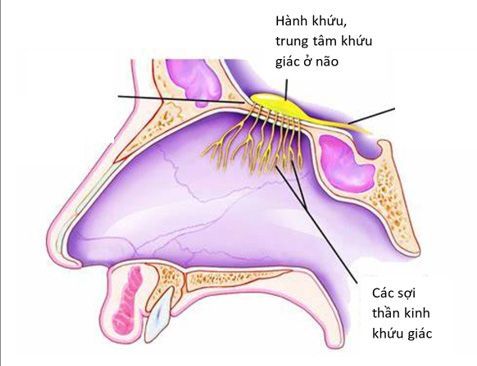 Cần biết: dấu hiệu tự nhận biết nhiễm COVID-19 "tiềm ẩn"