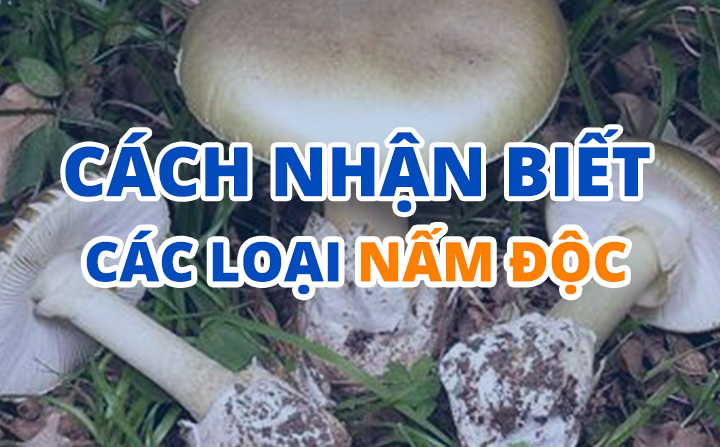 Phân biệt nấm lành, nấm độc