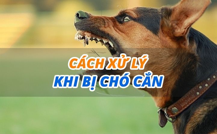 Hướng dẫn xử lý đúng vết thương bị chó, mèo cắn