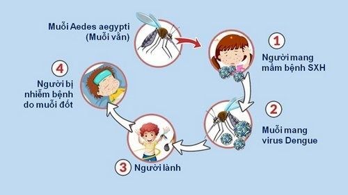Bảo vệ bản thân và gia đình tránh khỏi sốt xuất huyết như thế nào?