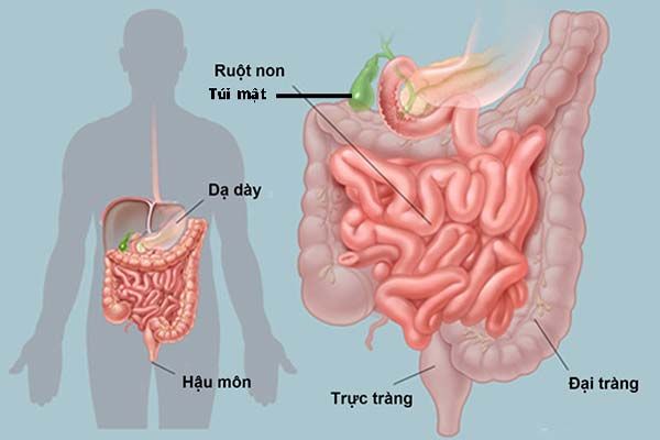 Bạn có thắc mắc hệ tiêu hóa của con người hoạt động như thế nào?