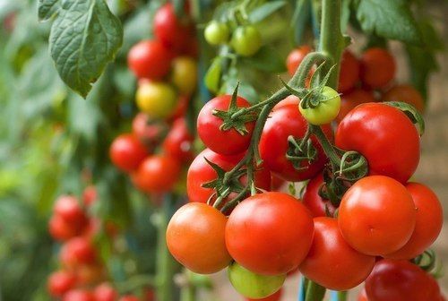 Tìm hiểu tác dụng của cà chua với sức khỏe