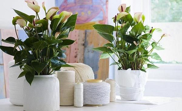 6 loại cây giúp thanh lọc không khí trong nhà và phòng làm việc