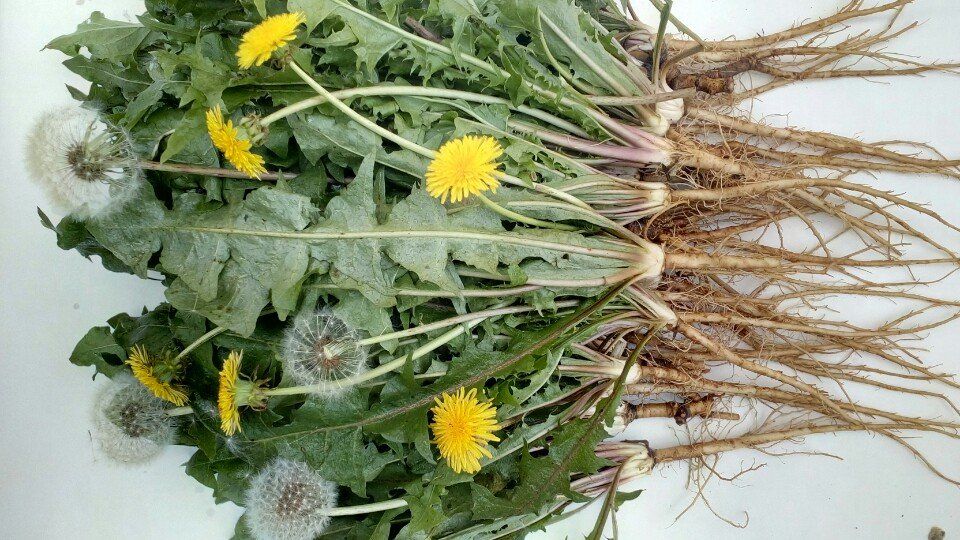 Khô miệng, mất ngủ có thể bạn đang bị nóng gan