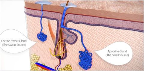 Vào hè lại sợ lắm nỗi lo mang tên... hôi nách, vậy phải làm gì để khắc phục?