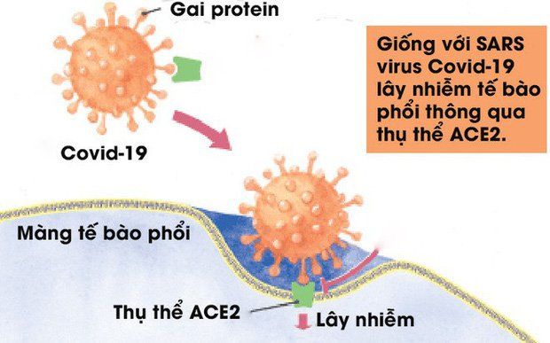 Bệnh COVID-19 có thể gây tổn thương thận