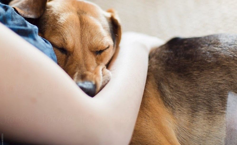 Chó, mèo nuôi ở nhà có thể mang virus lây bệnh Covid-19