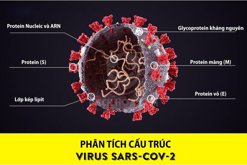 Phát hiện protein trong virus SARS-CoV-2 gây bệnh tim
