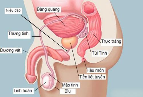 Nếu bạn gặp 10 dấu hiệu dưới đây, nên sớm đi khám ung thư tuyến tiền liệt ngay kẻo muộn 