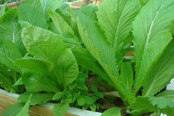 Người bị đau dạ dày nên ăn gì để tránh các cơn đau tái phát?  