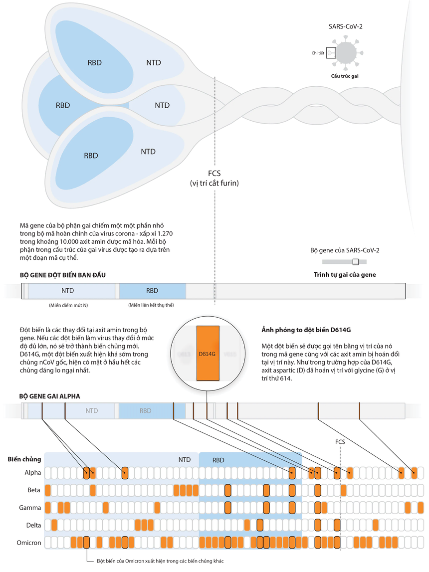 Đột biến của Omicron nguy hiểm như thế nào so với các biến chủng khác
