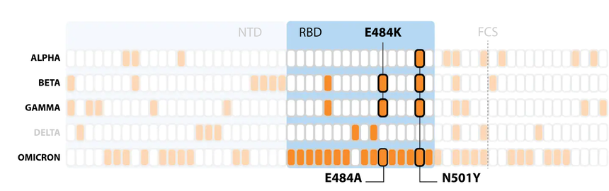 Đột biến của Omicron nguy hiểm như thế nào so với các biến chủng khác