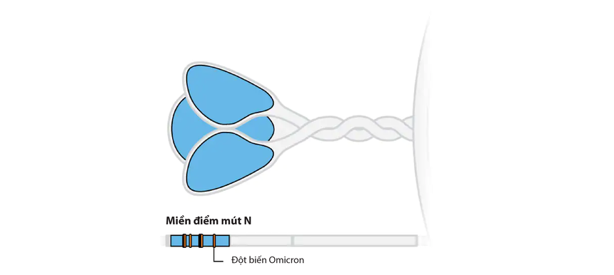 Đột biến của Omicron nguy hiểm như thế nào so với các biến chủng khác