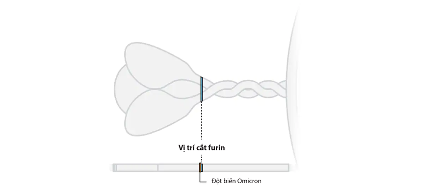 Đột biến của Omicron nguy hiểm như thế nào so với các biến chủng khác
