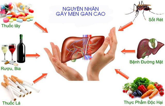 Nguyên nhân và cách phòng tránh men gan cao