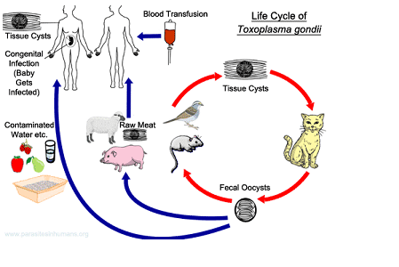 Một số bệnh ký sinh trùng có thể mắc phải khi nuôi thú cưng